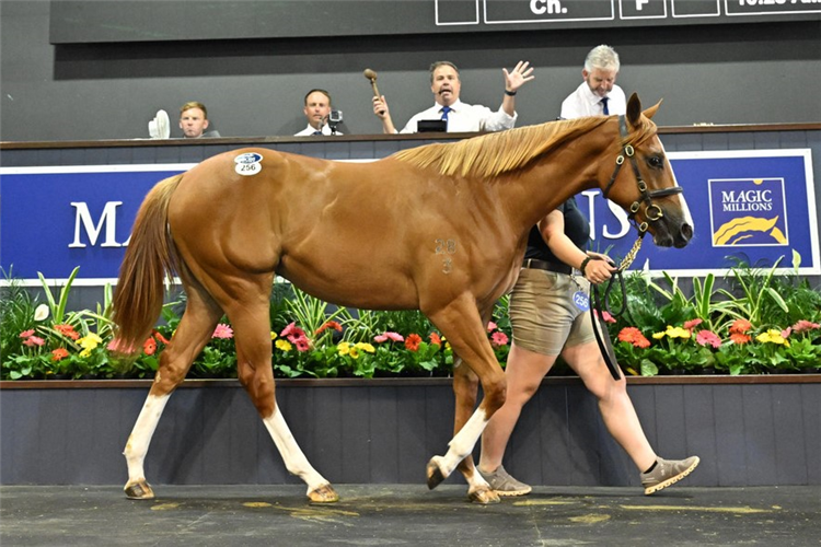 The Home Affairs-Champagne Cuddles filly who sold for $1,050,000 on Day 2.