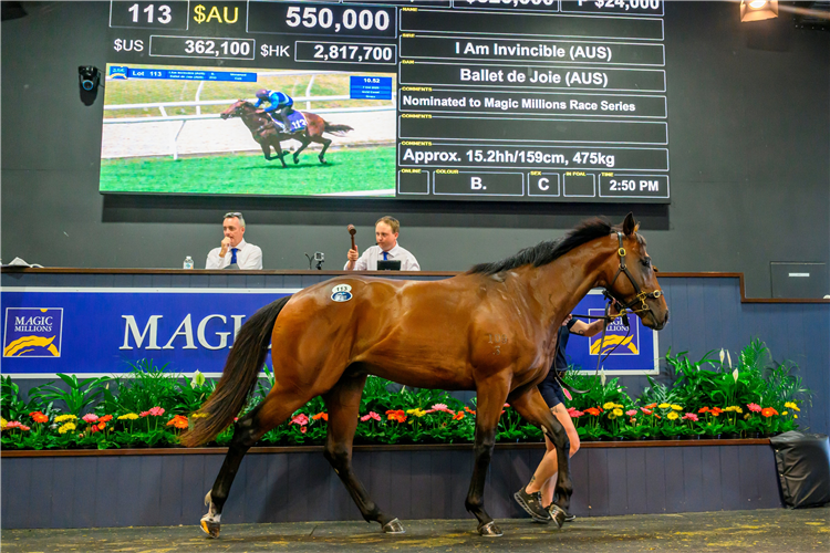 The I Am Invincible colt who topped the Magic Millions Horses In Training Sale.