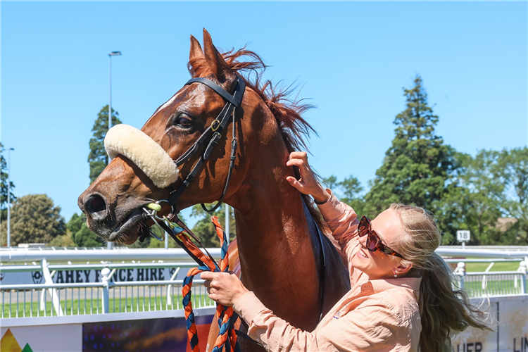 I’m A Dirty Rascal upon winning the NZB Airfreight Road To Jericho (3000m) at Riccarton on Saturday.