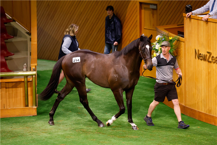 The $750,000 Per Incanto colt from the Ready To Run Sale.