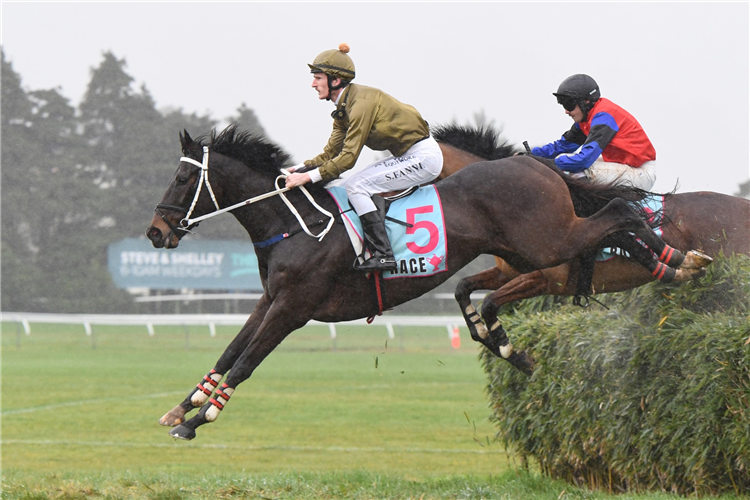 JESKO winning the GRANT PLUMBING WELLINGTON STEEPLECHASE