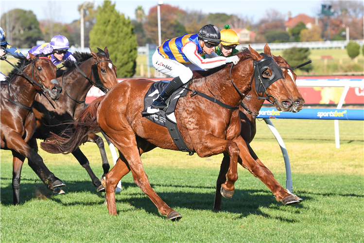 JIMMY THE BEAR winning the JRA Handicap at Caulfield in Australia.