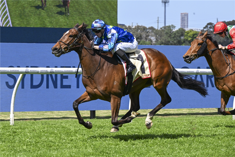 JUJA KIBO winning the PETALUMA HANDICAP at Rosehill in Australia.