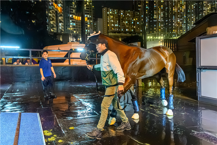 Ka Ying Rising departed from Sha Tin Racecourse for Sydney, Australia.