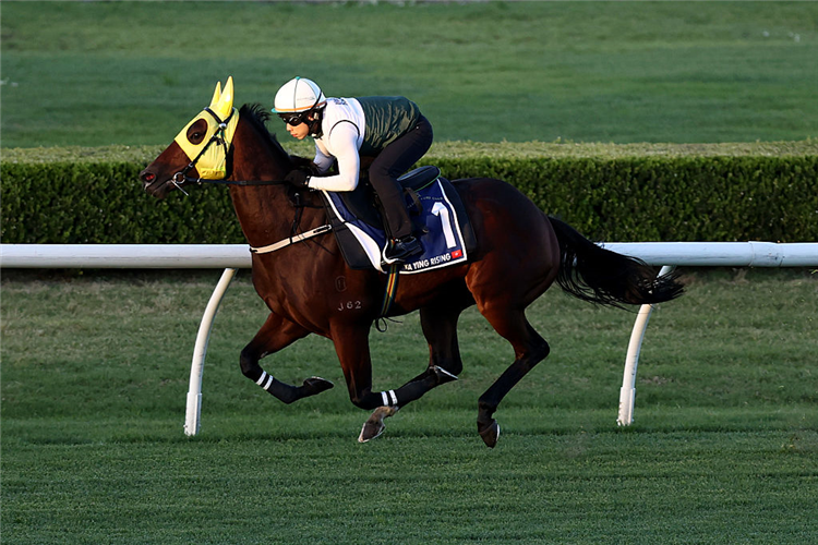 Ka Ying Rising gallops during a trackwork session as the gelding continues preperations for the TAB Everest at Canterbury Park Racecourse on in Sydney, Australia.