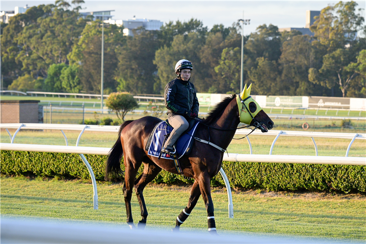 Ka Ying Rising exercises at Canterbury Racecourse, Sydney