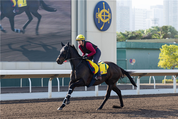KHAADEM - LONGINES Hong Kong International Races Tuesday Trackwork