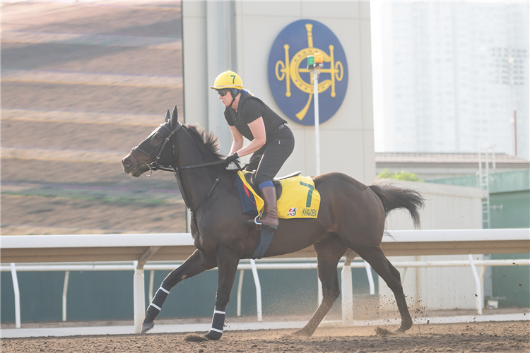 KHAADEM - LONGINES Hong Kong International Races Thursday Trackwork