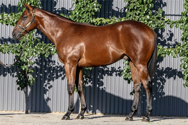 Knightsbridge as a yearling.