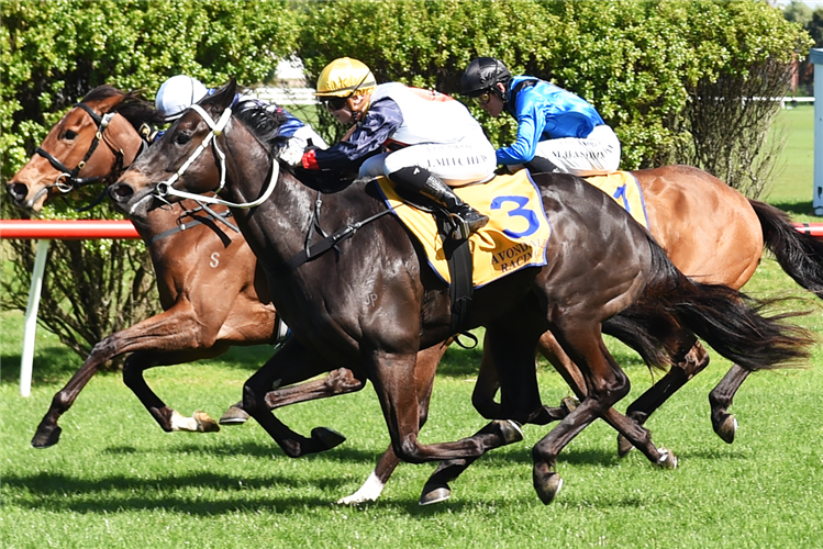 KYGO STAR winning the ALLSPARK ELECTRICAL MDN 3YO 1400M
