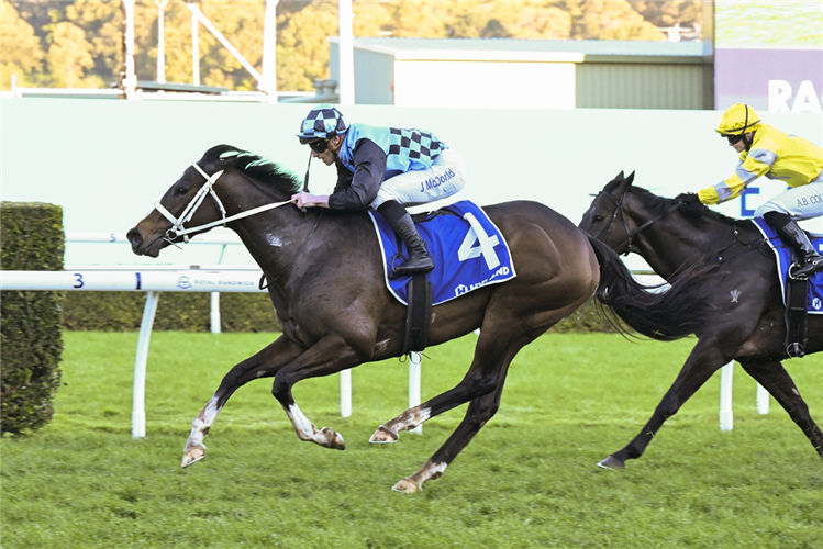 LAZZURA winning the HYLAND RACE COLOURS SHOW COUNTY QUALITY at Randwick in Australia.