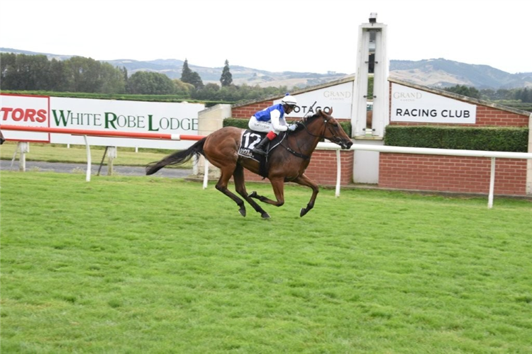 LOOSE SALLY winning the PROPERTY BROKERS - RAY KEAN DUNEDIN GUINEAS