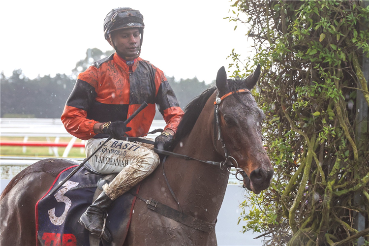 Lord Darci upon winning the Open Handicap (1400m) at Riccarton on Saturday.