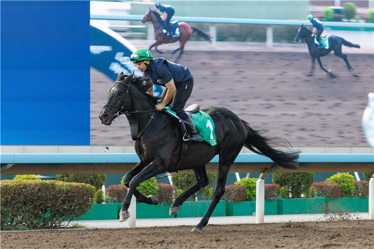 LOS ANGELES - LONGINES Hong Kong International Races Saturday Trackwork