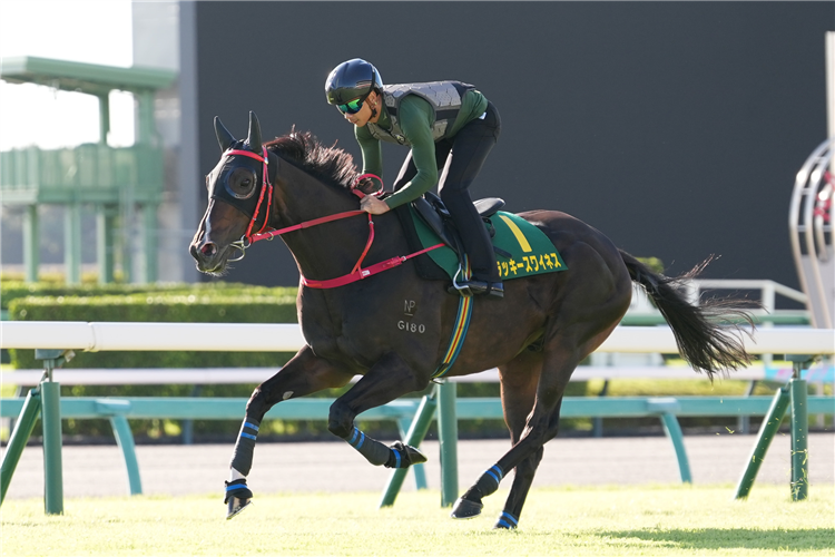 Lucky Sweynesse strides out at Nakayama.