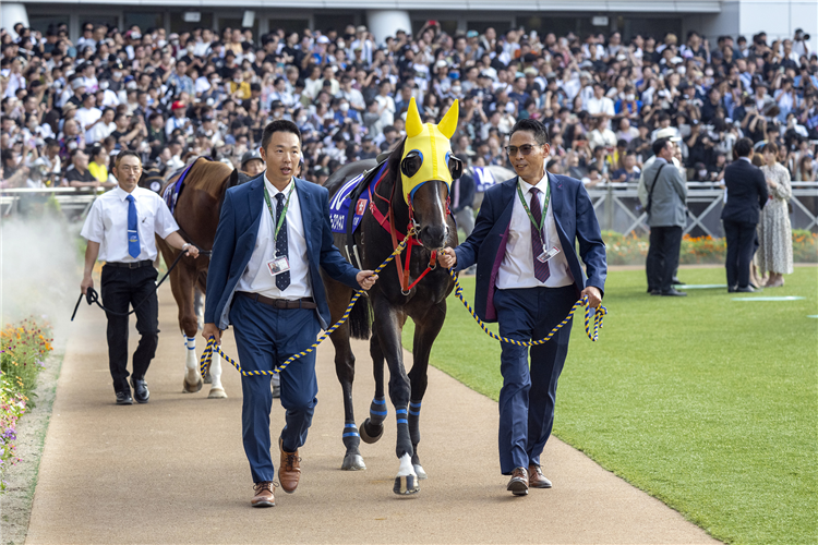 Lucky Sweynesse parades before the Sprinters Stakes.