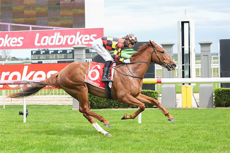 MATSUDA winning the Popular SRM Maiden Plate at Sale in Australia.