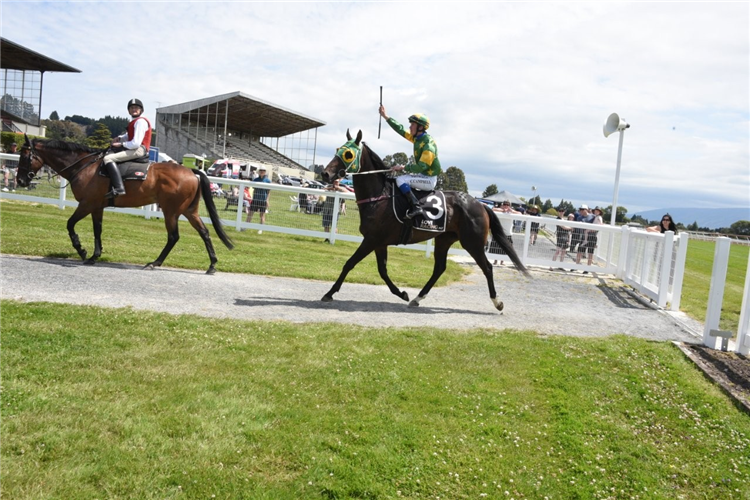 Mayor Of Norwood returns to scale after winning the WAE Waikouaiti Cup at Wingatui