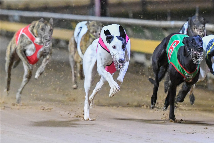 Mepunga Rocky hangs wide when winning his Ballarat Cup heat.