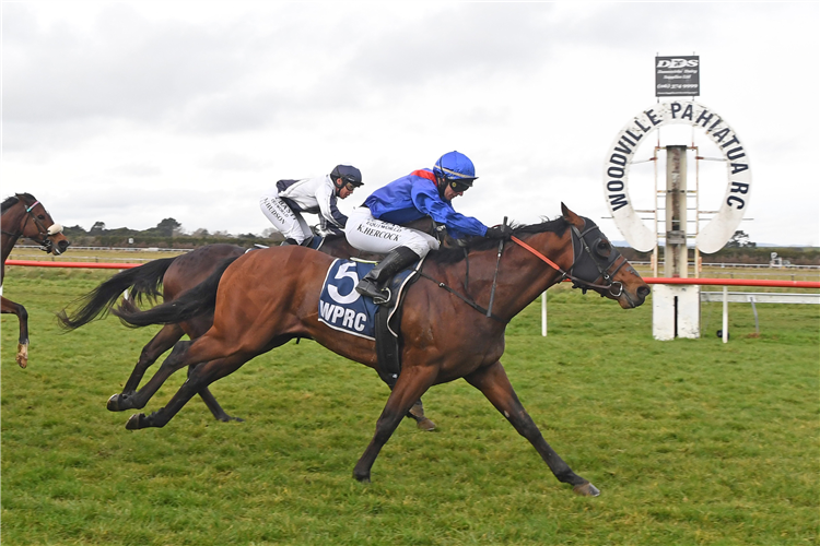 MERITABLE winning the VS EQUINE DANNEVIRKE