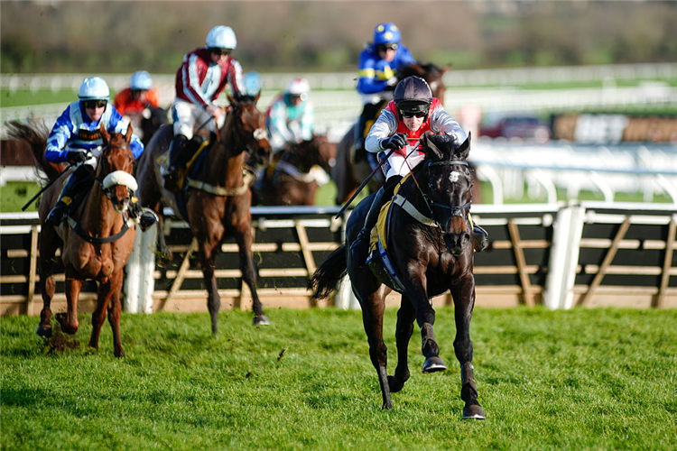 MINELLA STUDY winning the Triumph Trial Juvenile Hurdle at Cheltenham in England.