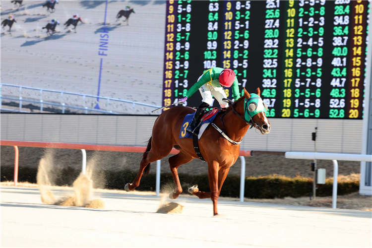 OASIS BLUE winning the Class Open Special Weight A