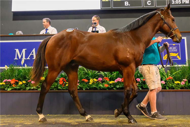 The $525,000 Harry Angel colt.