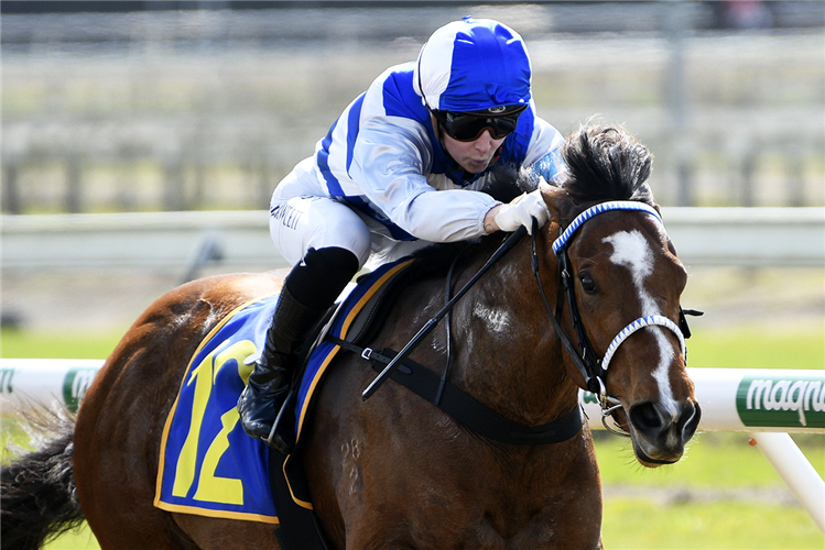 PASSIFLORA winning the NZ HORSE AMBULANCE