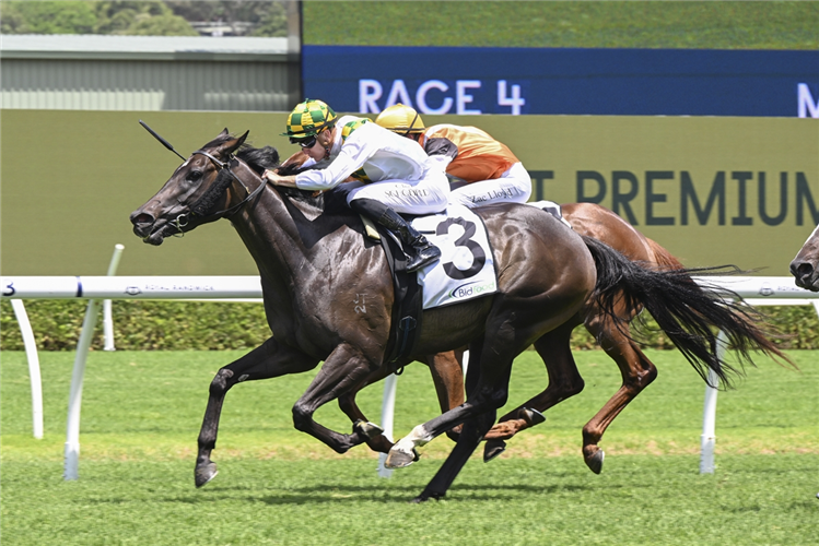 PLAINTIFF winning the MACQUARIE ST SOCIAL HANDICAP at Randwick in Australia.