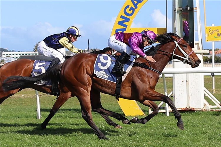 PLATINUM DIAMOND winning the HS DYKE WANGANUI GUINEAS 3YO