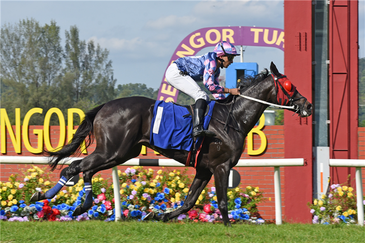 PLATINUM EMPEROR winning the Aug 03 2025 Selangor