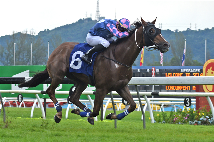 PLATINUM GLORY winning the May 25 2025 Selangor Meeting Race 5 (361)