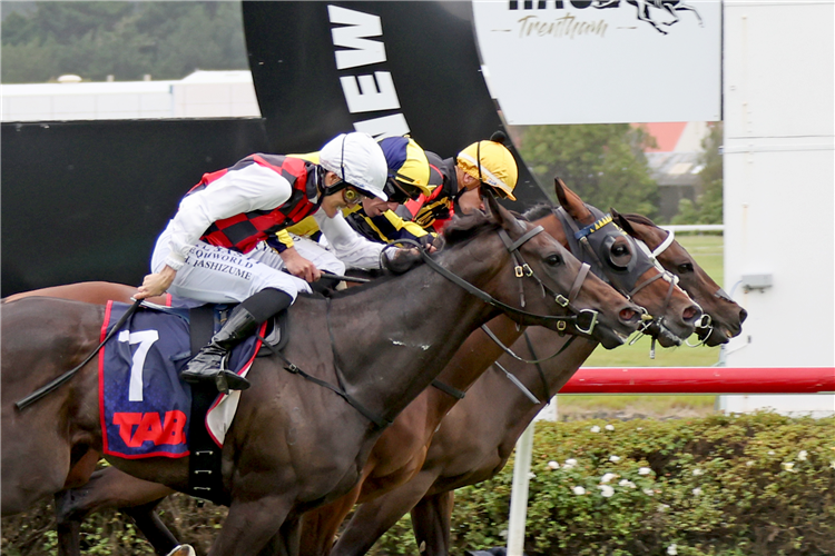 PROVENCE (inside) winning the TAB MUFHASA CLASSIC