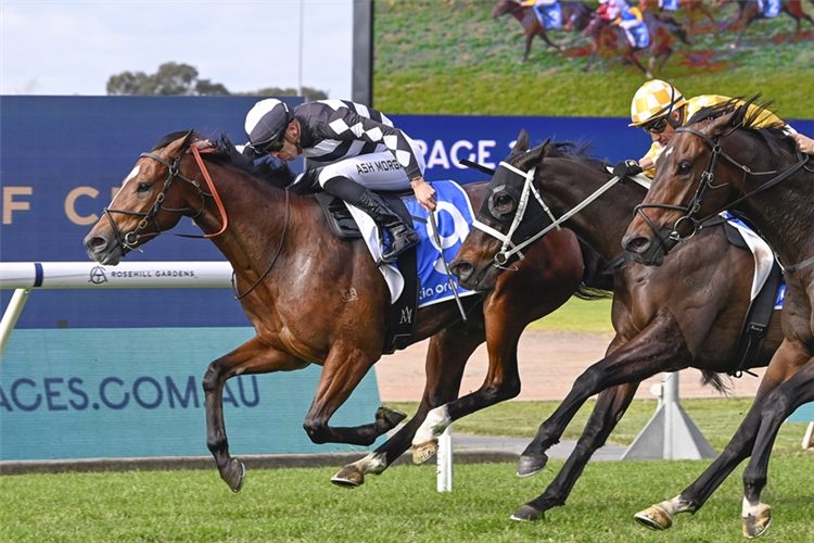 PUNTIN winning the CAPTIVANT @ KIA ORA HANDICAP at Rosehill in Australia.