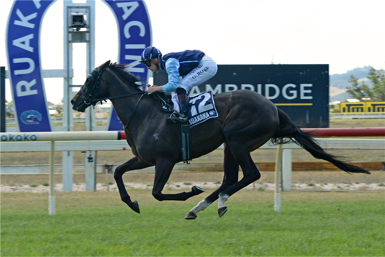 PURE DELIGHT winning the TRIGG CONSTRUCTION NORTHLAND CUP