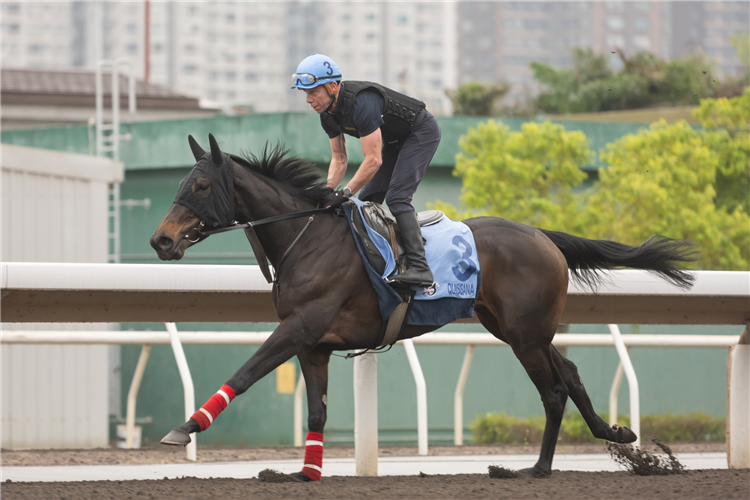 QUISISANA - LONGINES Hong Kong International Races Wednesday Trackwork