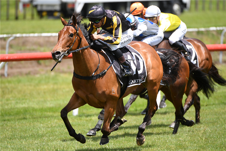 RISING STAR winning the LASER PLUMBLING WAIHI BEACH 3YO