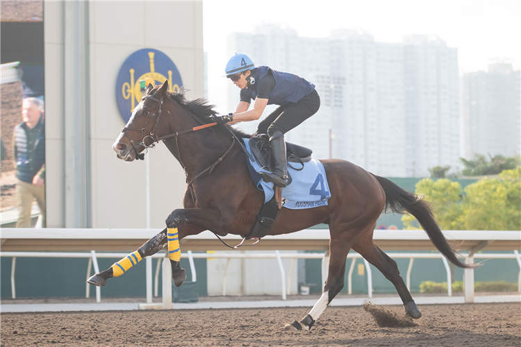 ROUSHAM PARK - LONGINES Hong Kong International Races Trackwork