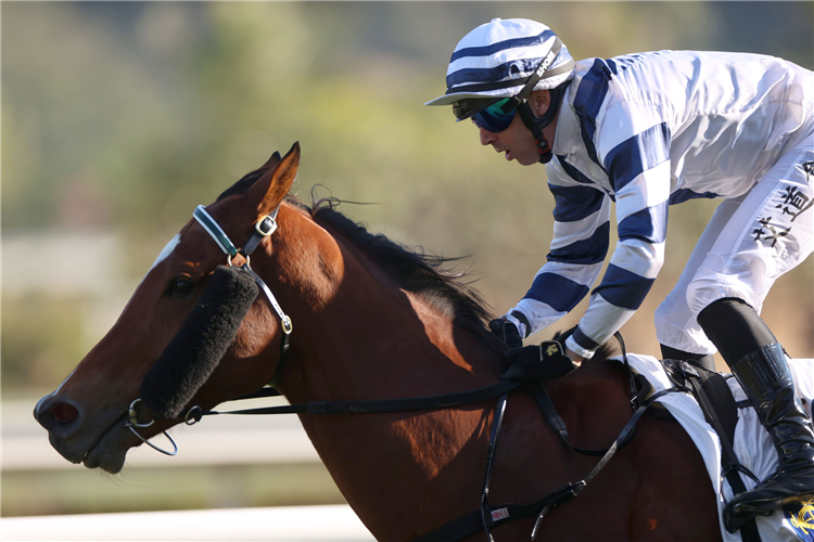 RUBYLOT winning the THE RACING CLUB CUP (HANDICAP)