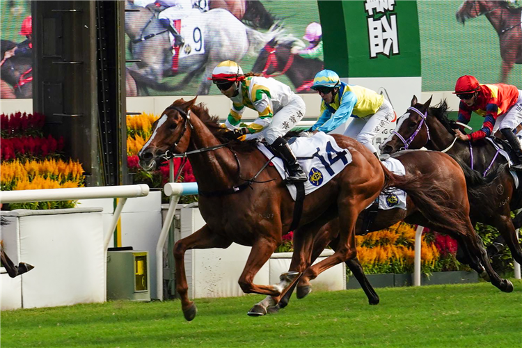 SAGACIOUS LIFE winning the THE PANASONIC CUP (HANDICAP)