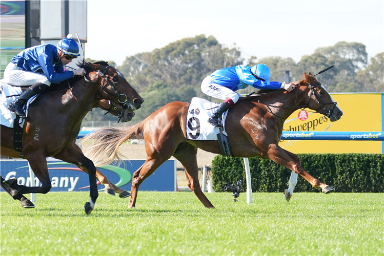 SAMUDRA winning the Thoroughbred Club of Australia Handicap at Sandown in Australia.