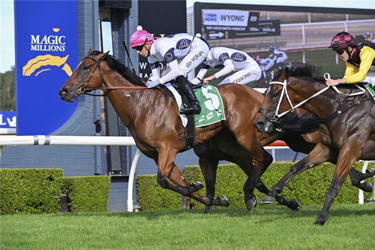 SANDPAPER winning the Nbn News Benchmark 78 Handicap at Wyong in Australia