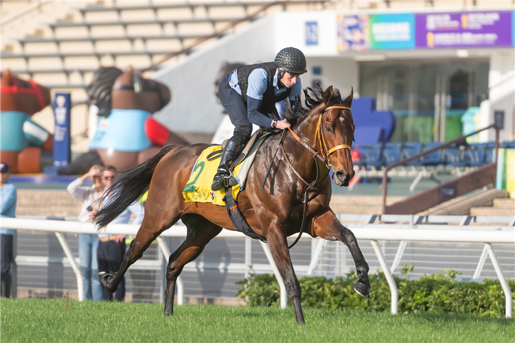 SATONO REVE - LONGINES Hong Kong International Races Trackwork