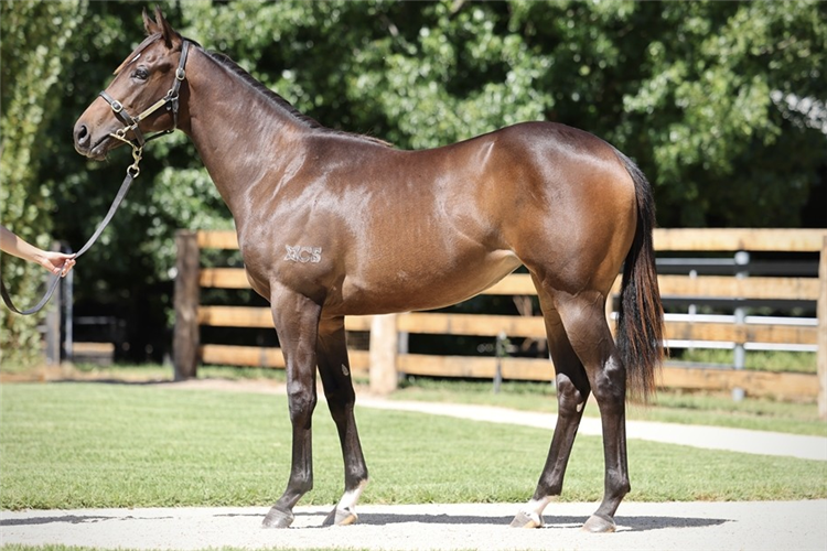 「诗姬」还是周岁马时