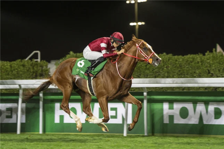 SHIN EMPEROR winning the 2025 Howden Neom Turf Cup