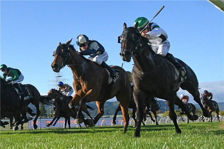 SLIPPER ISLAND winning the CITY OF NAPIER SPRINT