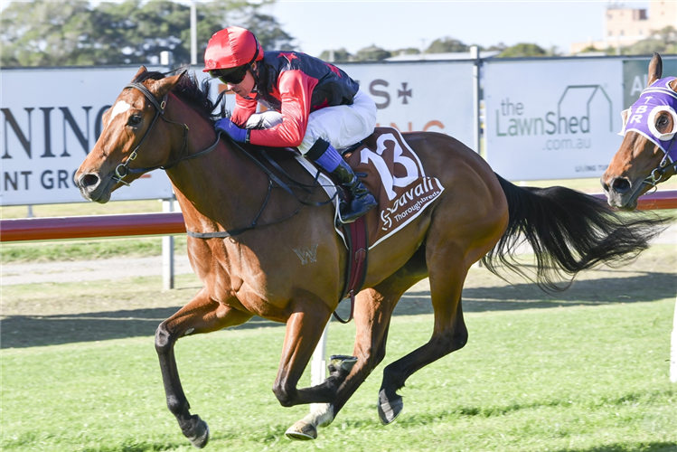 SNOW IN MAY winning the DAVALI THOROUGHBREDS CLASS 1 HANDICAP.