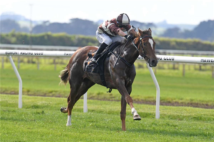 SPANDEEDO winning the AQUASHIELD ROOFING TWO YEAR OLD MAIDEN