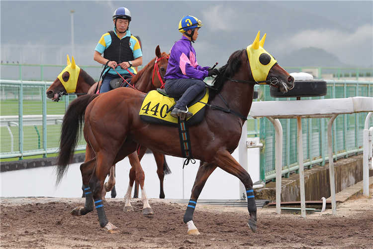 Spicy Gold on his way to a barrier trial at Conghua Racecourse.