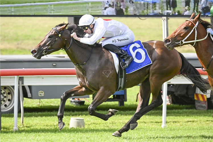 STARDOM winning the YARRAMAN PARK WOODLANDS STAKES at Scone in Australia.